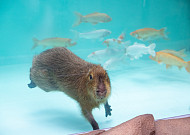 수족관 허가제 정착ㆍ동물복지 강화…정부, 2차 수족관 관리 종합계획 발표