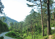 설 성묘길 숨통 튼다…전국 임도 2만7000km 한시 개방