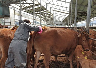 구제역 백신접종...전북도 긴급 실시