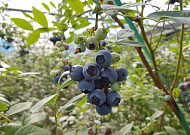 올해 첫 블루베리...곡성군 가온재배로 조기 출하
