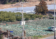 "양배추 달아요" [한컷]
