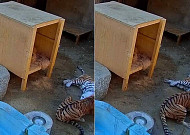 미호 폐사 사고 CCTV 공개…사육사 문 잠금 관리 소홀