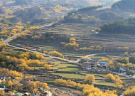 화이트데이에 피어난 노란 설렘...구례군 산수유축제