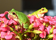 오늘은 '경칩' 봄의 본격 시작…경칩 뜻은?