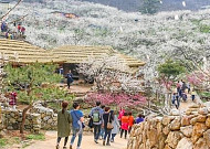 한반도 봄의 전령사....광양 매화축제 셔틀버스 운영된다