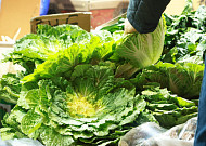 제철코어 ‘봄동 비빔밥’ 인기에 도매가 33%↑...검색어 1위까지 장악