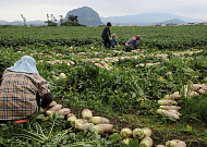 '농민수당' 인상...제주도 1인경영체 年 40만→50만원