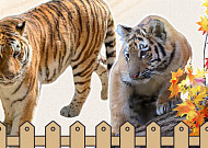 아기 호랑이 '설호'와 불안한 거주지 [해시태그]