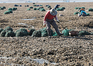 이르면 하반기부터 '해루질' 시간·장소 제한...지자체 조례로 관리 강화