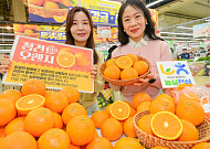 농협유통, 봄 전령사 ‘국내산 청견 오렌지’ 올해 첫 출하
