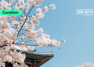 [Trend&Bravo] 2026 봄꽃 지도, 벚꽃·개나리·진달래 개화 시기 정리