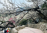 광양시 매화축제...지역경제 활력 기대