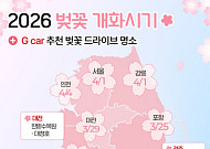 제주·강릉·경주·광주 벚꽃 드라이브, 어디가 좋을까