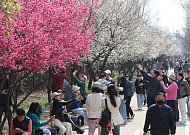 월요일 포근한 봄 날씨⋯서울 최고기온 19도 [내일 날씨]