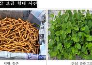 병 적고 수확 늘린 국산 약초 종묘 푼다…지황·단삼 보급 개시