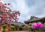 꽃과 자연, 감성의 봄 여행...머물고 싶은 순천시