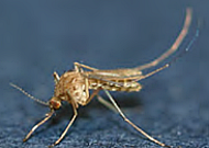 '모기' 지도 감시체계 나선 제주도