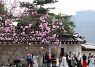 진달래 핀 경복궁, 한복 나들이 [한컷]