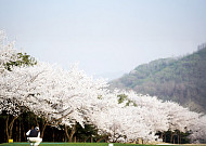 벚꽃 흩날리는 페어웨이