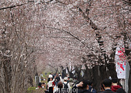 여의도 벚꽃축제·석촌호수 벚꽃축제 오늘 개막