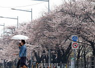 여의도 봄꽃축제 앞두고 이른 벚꽃 '활짝' [포토]