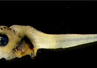 동해 강원 북부서 어린 참다랑어 첫 확인…산란·성장해역 확장 신호