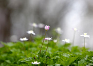 구례군 암 바람꽃 감상...한시 개방