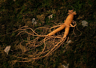 국가유산청, 인삼문화·태권도 유네스코 인류무형유산 등재신청