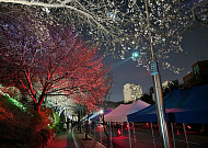 이번 주 전국은 꽃대궐…주말 나들이, 여기가 명당[주말&]