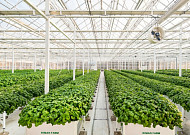 제주서 찾은 K뷰티 원료 주권 현장⋯‘자이언트 병풀’ 키우는 리만팜 가보니[K뷰티, 자연주의로 진화]