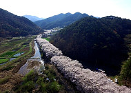 [포토뉴스] '한국의 아름다운 길 100선'...보성군 벚꽃터널