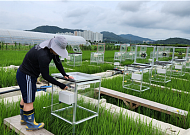 “논물만 잘 빼도 메탄 배출량 74% 감소”…한경국립대, ‘저탄소ㆍ고수익’ 벼농사법 제시