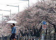 [내일날씨] 벚꽃 구경 가능할까…일요일 밤부터 일부 지역 비 소식