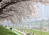 돌연 벚꽃엔딩…꽃샘추위·황사 몰려온다