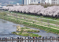 '완연한 봄, 벚꽃길 좋아요' [포토로그]