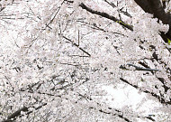 월요일 포근한 봄 날씨…'낮 최고 26도' 일교차 주의 [날씨]