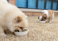반려동물 사료도 ‘국가 기준’ 시대…2028년부터 완전사료 표시제 시행