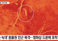 대전 오월드 탈출 늑대 수색 '사흘째'…대체 어디에