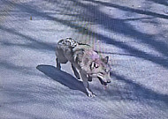 늑구는 정말 ‘탈출’하고 싶었을까? 미스터리 한국 동물원 탈출사 [이슈크래커]