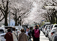 [내일날씨] ‘진짜 봄’ 온다, 전국 최고기온 15~27도...일교차 최대 15도