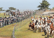 '제주도 말 100여마리 초원질주...입목 전통재현 축제