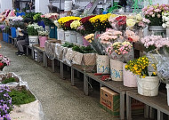 수입 국화도 추적관리…꽃시장 거래질서 손본다