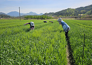 알코올 간 손상 막는 새싹보리 ‘혜누리’…종자 보급 8배 확대