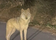 늑구 추적 홈페이지 확산⋯"트럼프, 이란과 '포괄적 합의' 원해" 外 [오늘의 주요뉴스]