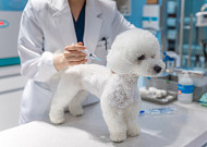 서울시, 반려동물 광견병 예방접종 시작⋯5만 마리분 무료 공급