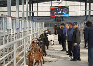 "메에~" 울음소리에 낙찰 전광판 번쩍…경기도 첫 염소 전자경매 열렸다
