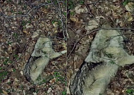 늑구 수색 8일째…드론이 포착한 탈출 늑대 상태