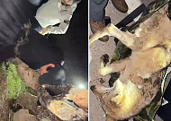 드디어 돌아온 늑구…생포 당시 현장 모습