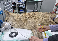 탈출 늑대 '늑구' 열흘 만에 생포⋯이스라엘-레바논 10일 간 휴전 外 [오늘의 주요뉴스]