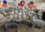 돼지 문화 담긴 유물·자료...제주돌문화공원 공개 구입 나서